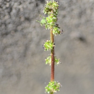 Acaena echinata at Wamboin, NSW - 27 Oct 2018 12:46 PM