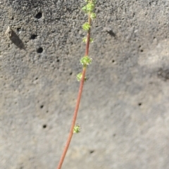 Acaena echinata at Wamboin, NSW - 27 Oct 2018