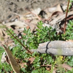 Acaena echinata at Wamboin, NSW - 27 Oct 2018 12:46 PM