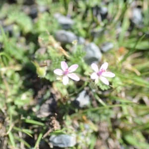 Erodium cicutarium at Wamboin, NSW - 27 Oct 2018