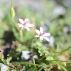 Erodium cicutarium at Wamboin, NSW - 27 Oct 2018