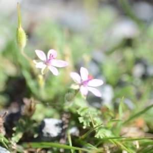 Erodium cicutarium at Wamboin, NSW - 27 Oct 2018 12:44 PM