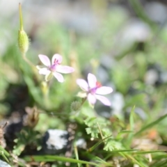 Erodium cicutarium at Wamboin, NSW - 27 Oct 2018