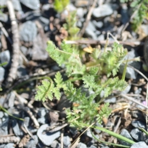 Erodium cicutarium at Wamboin, NSW - 27 Oct 2018 12:44 PM