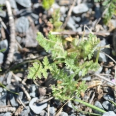 Erodium cicutarium at Wamboin, NSW - 27 Oct 2018