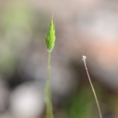 Bromus hordeaceus (A Soft Brome) at QPRC LGA - 27 Oct 2018 by natureguy