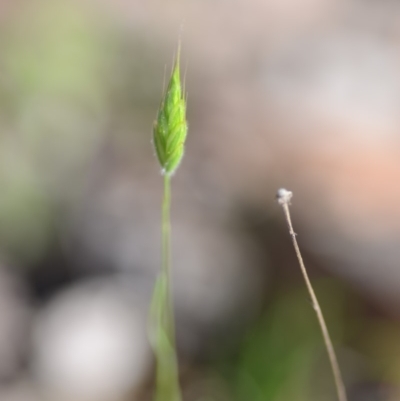 Bromus hordeaceus (A Soft Brome) at Wamboin, NSW - 27 Oct 2018 by natureguy