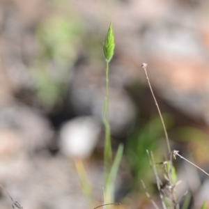 Bromus hordeaceus at Wamboin, NSW - 27 Oct 2018 12:43 PM