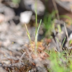 Bromus hordeaceus at Wamboin, NSW - 27 Oct 2018 12:43 PM