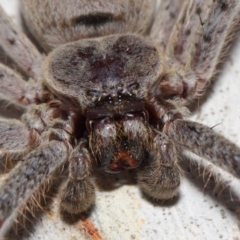 Isopeda (genus) (Huntsman Spider) at Hackett, ACT - 30 Oct 2018 by TimL