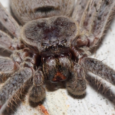 Isopeda (genus) (Huntsman Spider) at Hackett, ACT - 30 Oct 2018 by TimL