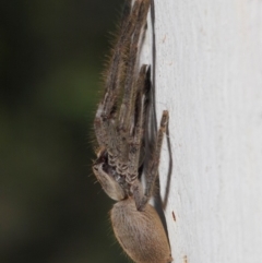 Isopeda sp. (genus) at Hackett, ACT - 30 Oct 2018 01:28 PM