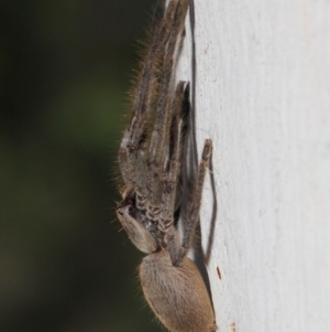 Isopeda sp. (genus) at Hackett, ACT - 30 Oct 2018