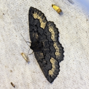 Melanodes anthracitaria at O'Connor, ACT - 4 Nov 2018 09:58 PM