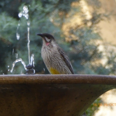 Anthochaera carunculata (Red Wattlebird) at Reid, ACT - 16 Oct 2018 by AndyRussell