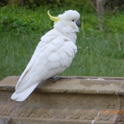 Cacatua galerita (Sulphur-crested Cockatoo) at Reid, ACT - 16 Oct 2018 by AndyRussell