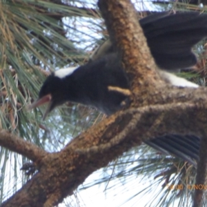 Gymnorhina tibicen at Reid, ACT - 4 Nov 2018