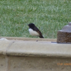 Rhipidura leucophrys (Willie Wagtail) at Reid, ACT - 4 Nov 2018 by AndyRussell