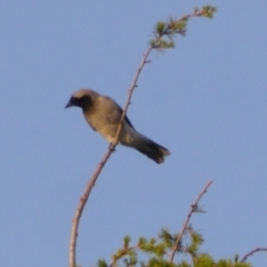 Coracina novaehollandiae (Black-faced Cuckooshrike) at Reid, ACT - 4 Nov 2018 by AndyRussell