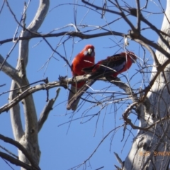 Platycercus elegans (Crimson Rosella) at Hall Cemetery - 2 Nov 2018 by AndyRussell