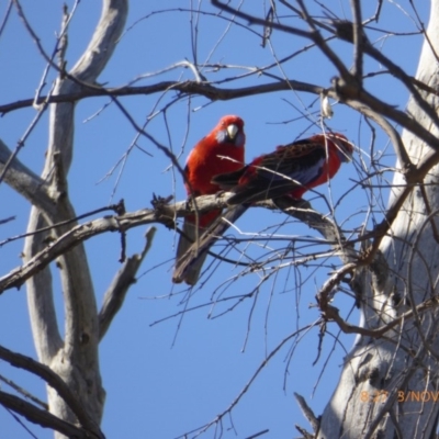 Platycercus elegans (Crimson Rosella) at Hall, ACT - 3 Nov 2018 by AndyRussell