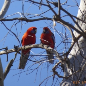 Platycercus elegans at Hall, ACT - 3 Nov 2018