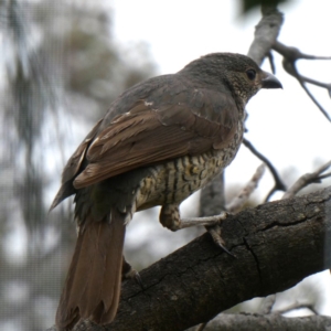 Ptilonorhynchus violaceus at Googong, NSW - 5 Nov 2018