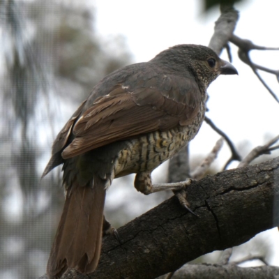 Ptilonorhynchus violaceus (Satin Bowerbird) at Googong, NSW - 4 Nov 2018 by Wandiyali