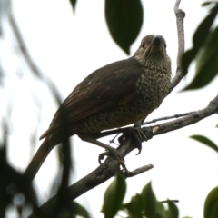 Ptilonorhynchus violaceus at Googong, NSW - 5 Nov 2018