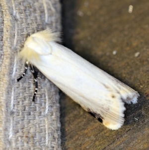 Unnamed genus and species at O'Connor, ACT - 4 Nov 2018 08:24 PM