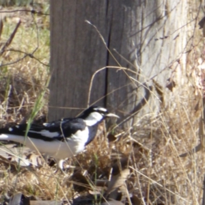 Grallina cyanoleuca at Hall, ACT - 3 Nov 2018 07:47 AM