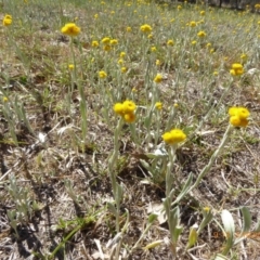 Chrysocephalum apiculatum (Common Everlasting) at Hall, ACT - 3 Nov 2018 by AndyRussell