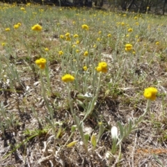 Chrysocephalum apiculatum at Hall, ACT - 3 Nov 2018 09:14 AM