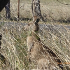 Macropus giganteus (Eastern Grey Kangaroo) at Hall, ACT - 3 Nov 2018 by AndyRussell