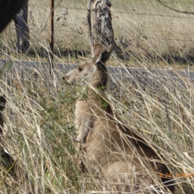 Macropus giganteus (Eastern Grey Kangaroo) at Hall, ACT - 2 Nov 2018 by AndyRussell