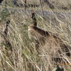 Macropus giganteus at Hall, ACT - 3 Nov 2018