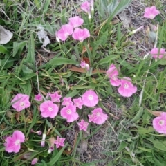 Convolvulus angustissimus subsp. angustissimus (Australian Bindweed) at Kambah, ACT - 5 Nov 2018 by RosemaryRoth