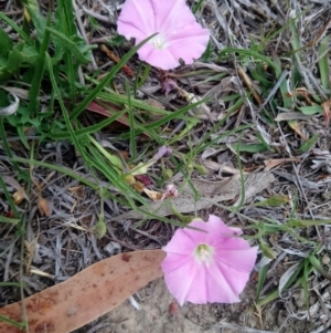 Convolvulus angustissimus subsp. angustissimus at Kambah, ACT - 5 Nov 2018 10:48 AM