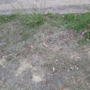 Convolvulus angustissimus subsp. angustissimus at Kambah, ACT - 5 Nov 2018 10:48 AM