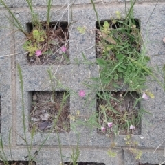 Convolvulus angustissimus subsp. angustissimus at Kambah, ACT - 5 Nov 2018 10:48 AM