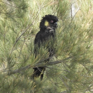 Zanda funerea at Greenway, ACT - 4 Nov 2018 10:37 AM