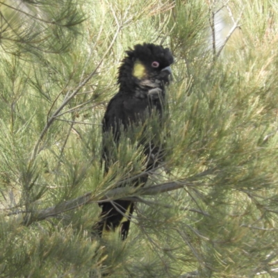 Zanda funerea (Yellow-tailed Black-Cockatoo) at Pine Island to Point Hut - 3 Nov 2018 by MatthewFrawley