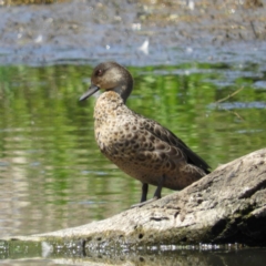 Anas gracilis (Grey Teal) at Jerrabomberra Wetlands - 4 Nov 2018 by MatthewFrawley