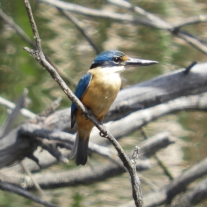 Todiramphus sanctus at Fyshwick, ACT - 4 Nov 2018