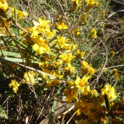 Hibbertia calycina (Lesser Guinea-flower) at Hall, ACT - 2 Nov 2018 by AndyRussell