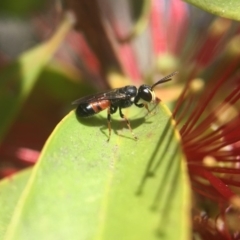 Hylaeus (Prosopisteron) littleri (Hylaeine colletid bee) at Acton, ACT - 4 Nov 2018 by PeterA