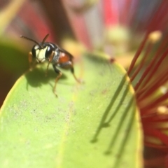 Hylaeus (Prosopisteron) littleri at Acton, ACT - 4 Nov 2018 03:35 PM