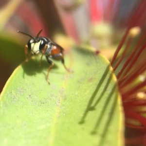 Hylaeus (Prosopisteron) littleri at Acton, ACT - 4 Nov 2018 03:35 PM