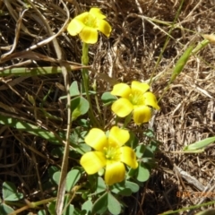 Oxalis sp. (Wood Sorrel) at Hall, ACT - 3 Nov 2018 by AndyRussell