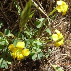 Oxalis sp. at Hall, ACT - 3 Nov 2018 08:55 AM